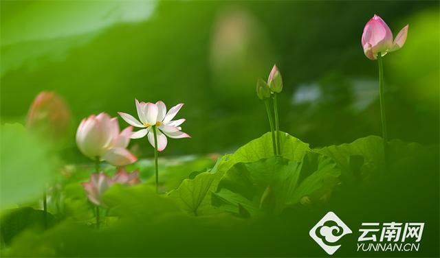 【高清组图】峨山千亩荷花盛放引客来