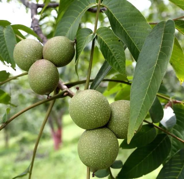 漾濞是“世界核桃起源地”！有五个维度可为证……