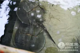 平潭：通过科学保育与生态修复守“鲎”未来图片