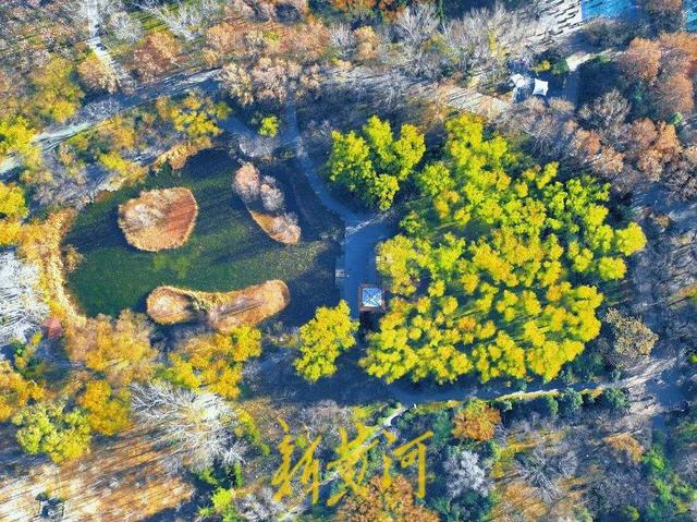 冬日“秋景” 济南森林公园彩叶斑斓宛若巨幅油画