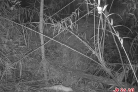 罕见白色果子狸现身广东丹霞山图片