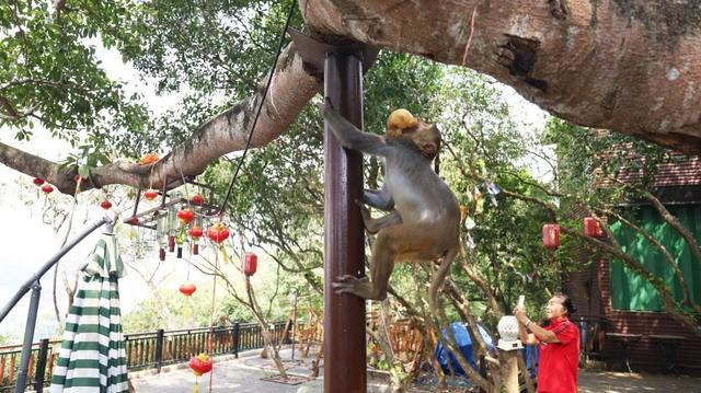 三亚一酒店回应三只猕猴闯入客房：来自鹿回头风景区，避免正面接触