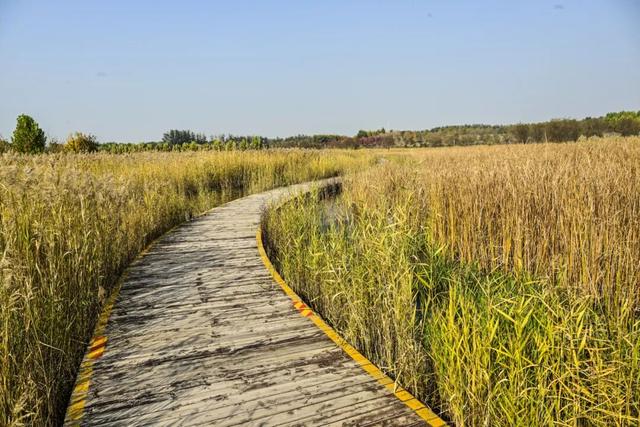本周末迎赏红高峰，副中心金秋美景邀您共赴“京秋”之约
