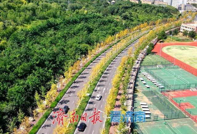一年四季 泉在济南丨白露过后最美“叶”色上线，秋日新泺大街镶“金边”