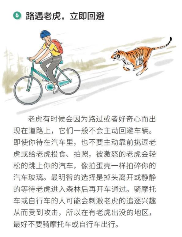 吉林延边男子自驾偶遇“拦路虎”，对望数眼后老虎消失林间，乡政府：事发地位于保护区，野生动物出没较为频繁