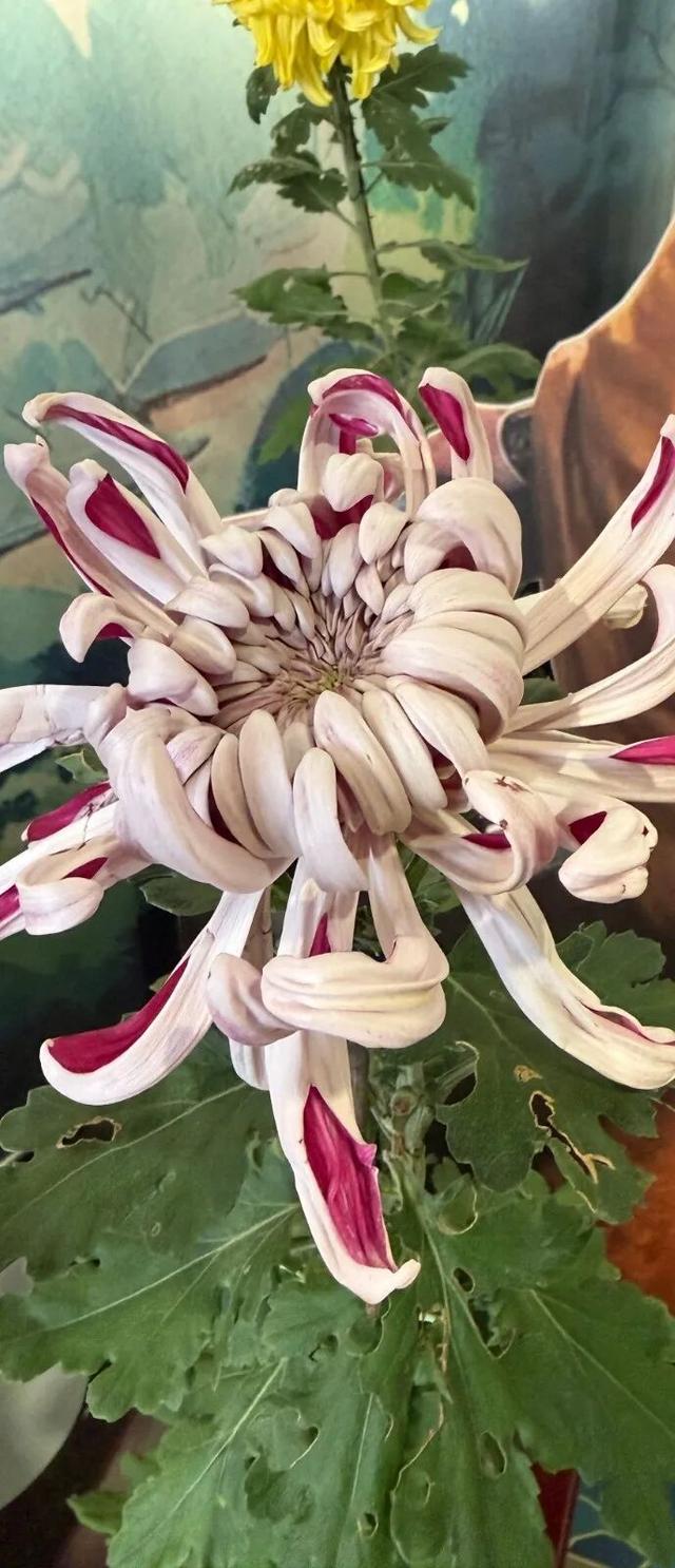 秦淮花事 | 甘熙宅第赏菊正当时（文末有彩蛋）