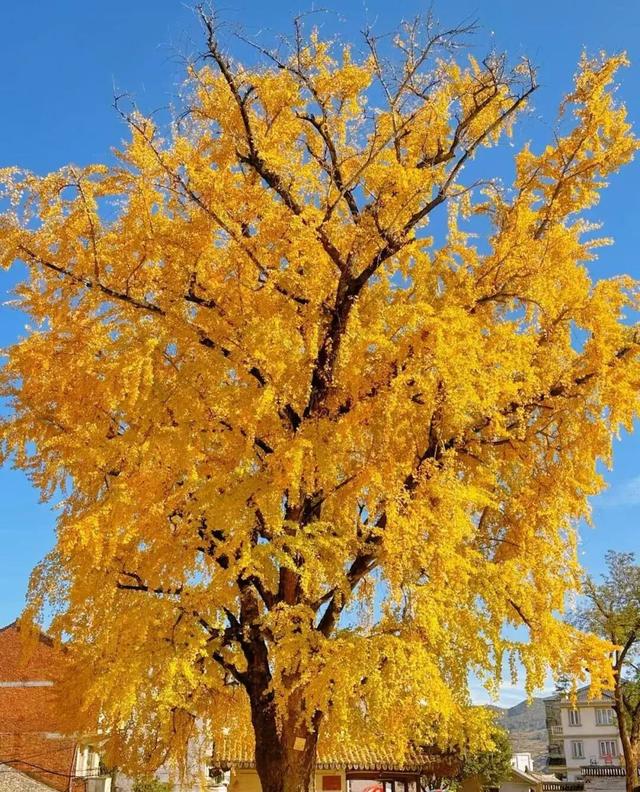 金灿灿的浓度到顶格！浙两天就是最佳观赏期