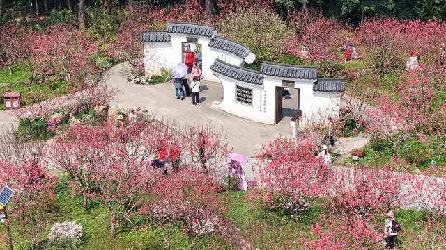 广西南宁：艳丽桃花如片片红霞