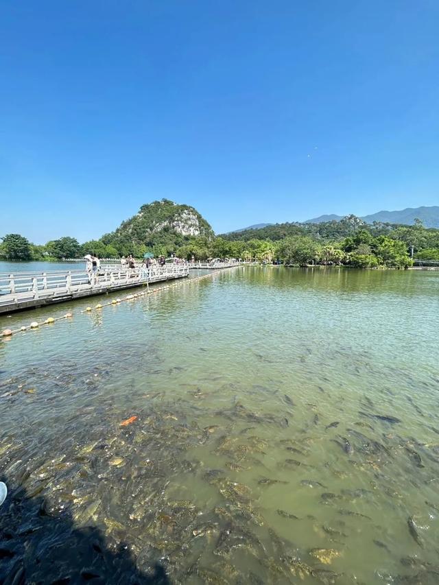 一湖清水、四大名山、小鸟天堂……肇庆这里，还是太全面了