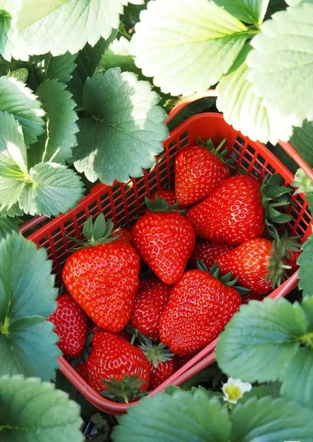 赶大集不用东奔西走~郯城大剧院市集今天下午等你