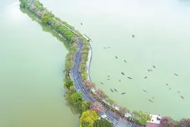 穿越紫荆花海 感受肇马魅力——2024肇庆马拉松激情开跑图片