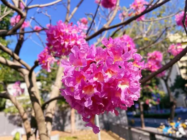 盛花期！流花湖畔迎来“冬日浪漫”！