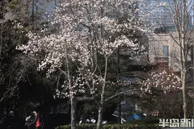 玉兰花开绽芬芳图片