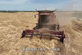 新疆沙湾11.02万亩小麦开镰收割图片