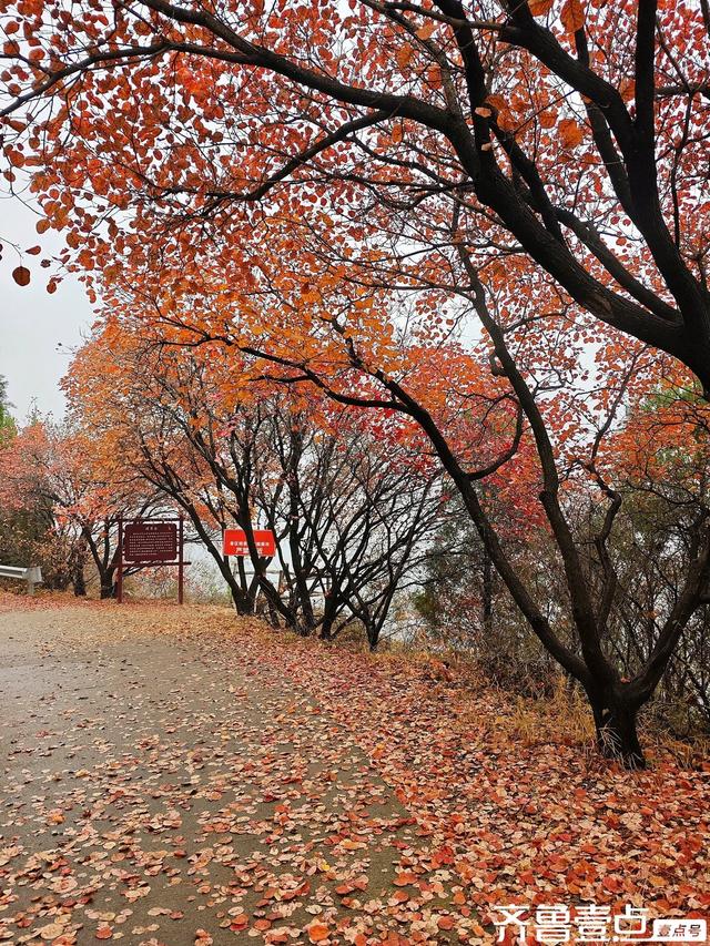 立冬首周末雨润章丘：红山翠谷赏红叶，仙境啊～