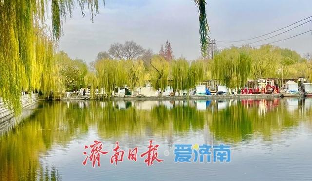 冬日限定：济南百花洲“金柳映湖”引客来