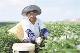 陆良县万亩人参果丰收图片