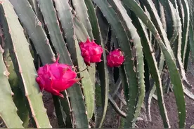 小小火龙果 映“红”致富路图片