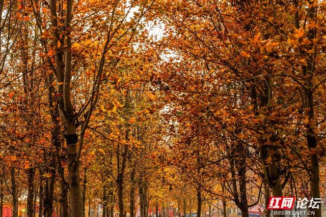 岁暖时刻丨枫落无声，秋意成空——益阳红枫大道的迟暮之美