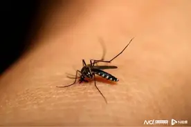 省疾控首席专家：登革热疫情传播风险将升高，预防尤为关键图片