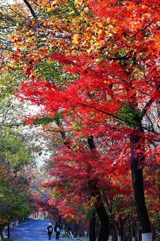 官宣：栖霞山进入最佳观赏期！