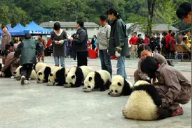 汶川地震16周年！他们生死奔跑舍命救大熊猫的这一幕仍历历在目图片