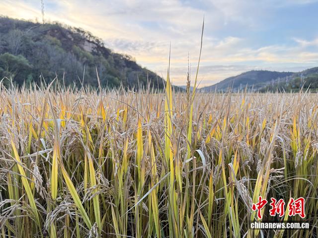 红星照耀中国｜如今的南泥湾，何以与往年不一般？