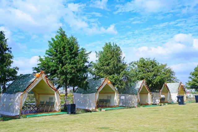 闵行竟有这样的田园惬意！品茶、露营、带娃遛狗……就藏在你熟悉的这里→