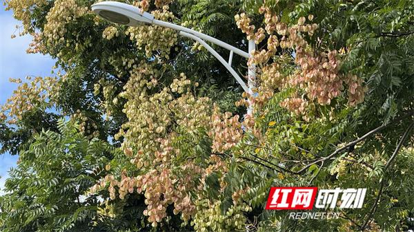 江永：栾树花开 邂逅秋季限定