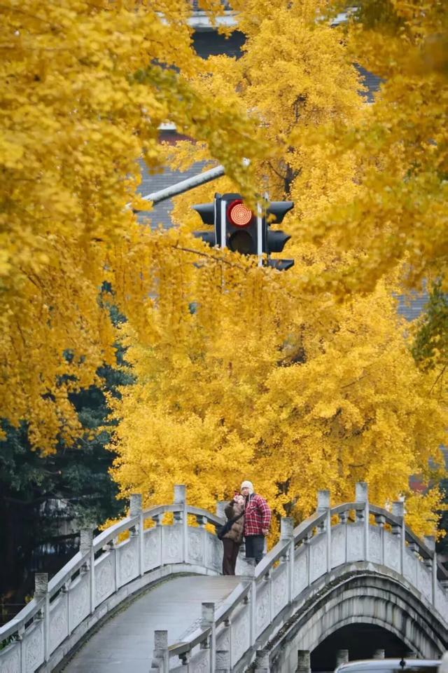 顶流预警！青羊银杏观叶指南来了