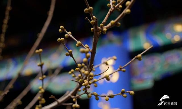 组图丨泰山脚下王母池：红墙映蜡梅 寒香醉冬阳