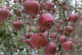 富滇银行“云农贷”精准滴灌昭通苹果 农户收获甜美果实图片