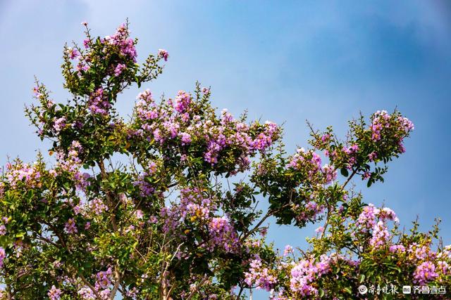 沂蒙花海紫薇园里，各色紫薇花盛开