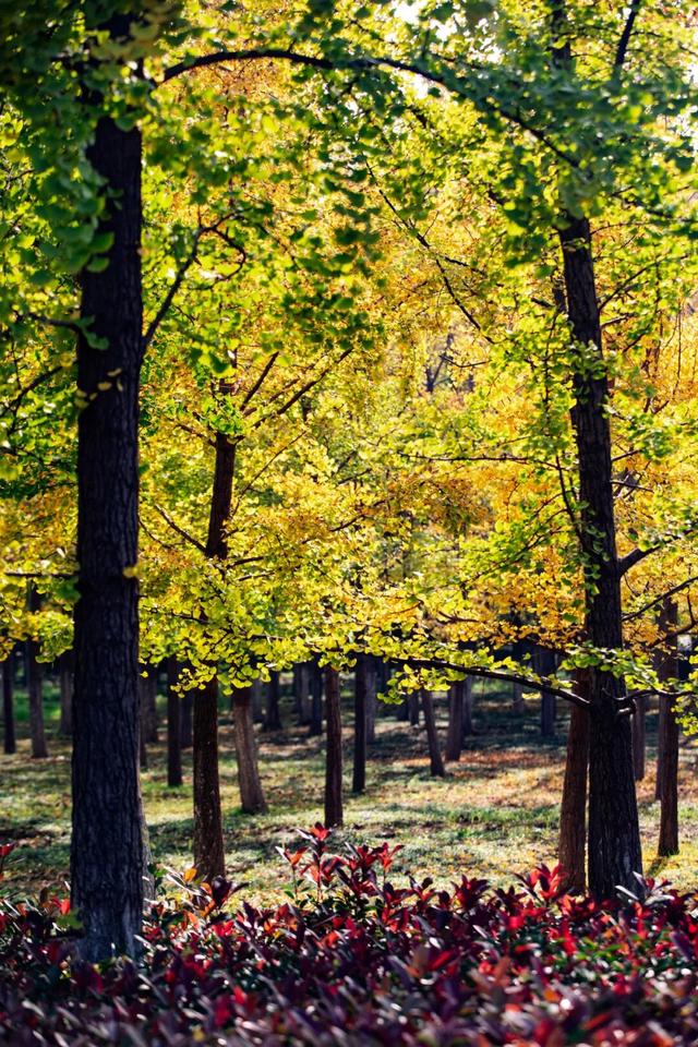 又是一年秋好处