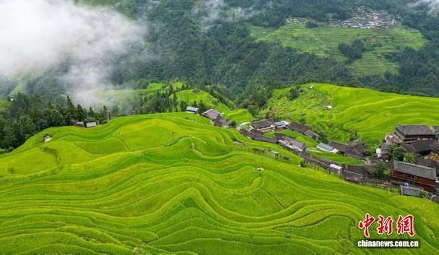 贵州从江：初秋梯田景色宜人