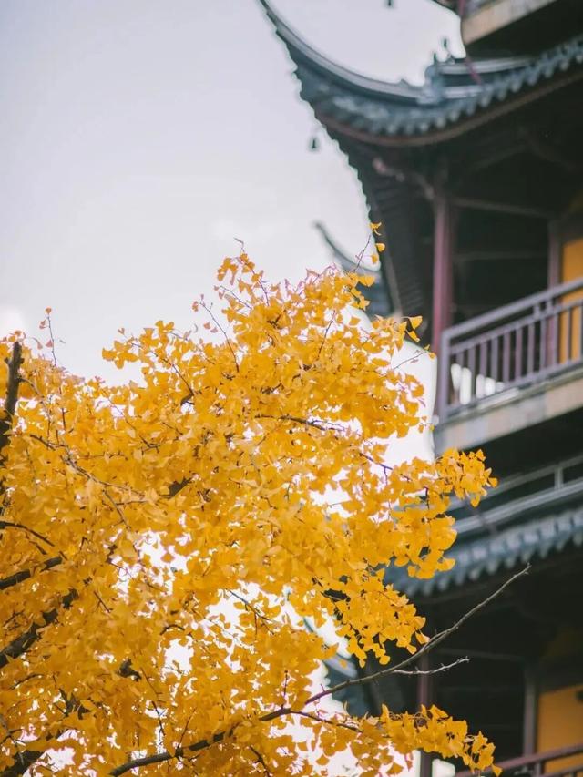 街头大量出现！常州人都已经捡上了