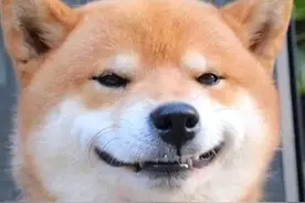狗界最值得养的5种大型犬，寿命长，还特别好养图片
