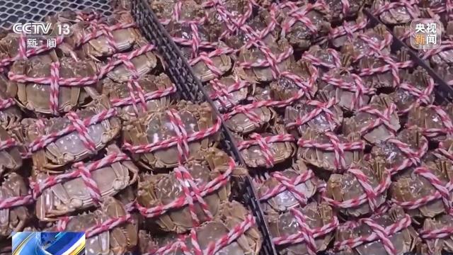 金秋品蟹正当时 如何挑选肉厚膏满的螃蟹？