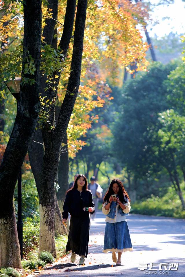 组图｜“小雪”来了，枫叶红了