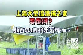 沪上流浪猫之家要倒闭？还养着几百只 有人急哭图片