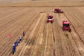 麦收故事｜陕西潼关：开镰抢收正当时图片