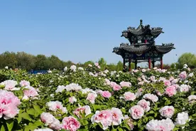 山东年宵花绽放全国，这个过年仪式感你get了吗？图片