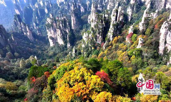 张家界武陵源：层林尽染秋意酣赴约赏景正当时
