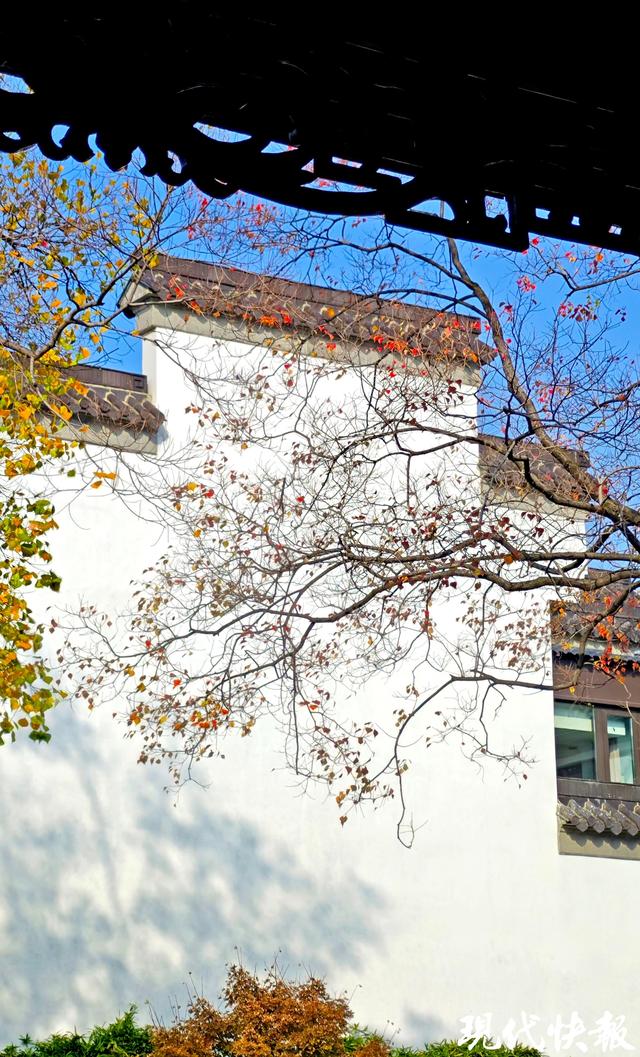 白墙黛瓦映乌桕，南京老门东的秋日中式浪漫美成壁纸