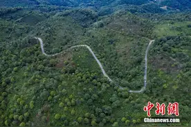 景迈山古茶林，申遗成功！图片