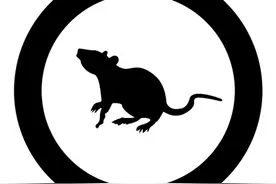 小小老鼠为何让 世界众多大城市 纷纷挠头？图片
