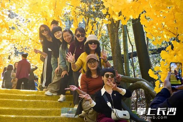 石燕湖“红枫银杏隧道”火了，初冬秋景刷爆社交平台