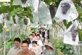 第十五届重庆璧山葡萄采摘季暨国潮游园会开幕  3万亩新鲜葡萄等你来采摘！图片