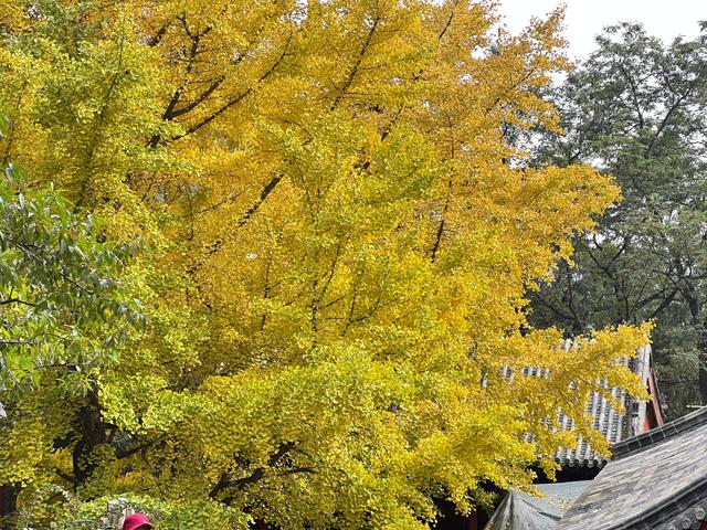 泰山壶天阁银杏披“金衣” 秋日美景引客来