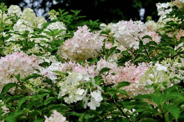 邂逅武汉植物园秋日浪漫 硫华菊灿若云霞 绣球粉面初现